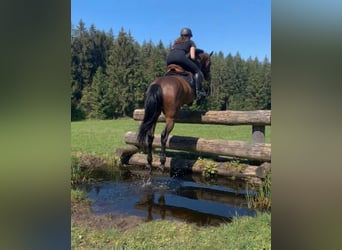 Zangersheider, Stute, 11 Jahre, 160 cm