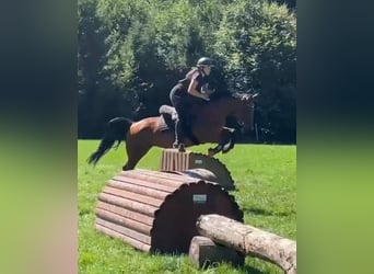 Zangersheider, Stute, 11 Jahre, 161 cm