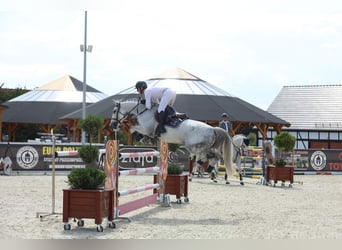 Zangersheider, Stute, 11 Jahre, 166 cm, Apfelschimmel