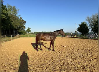 Zangersheider, Stute, 11 Jahre, 170 cm, Brauner