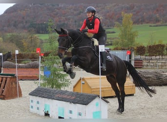 Zangersheider, Stute, 11 Jahre, 170 cm, Brauner