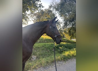 Zangersheider, Stute, 11 Jahre, 170 cm, Brauner