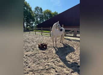 Zangersheider, Stute, 11 Jahre, 170 cm, Schimmel