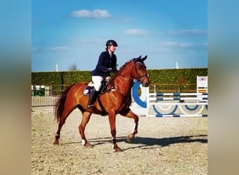 Zangersheider, Stute, 11 Jahre, 172 cm, Fuchs