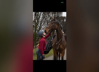 Zangersheider, Stute, 11 Jahre, 180 cm, Brauner