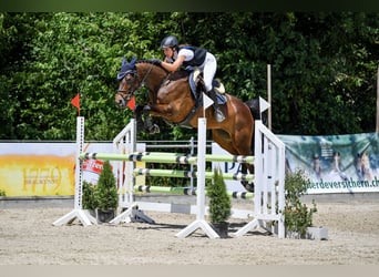 Zangersheider, Stute, 11 Jahre, Dunkelbrauner