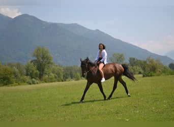 Zangersheider, Stute, 11 Jahre, Dunkelbrauner