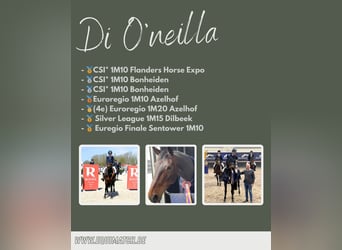 Zangersheider, Stute, 12 Jahre, 164 cm, Brauner