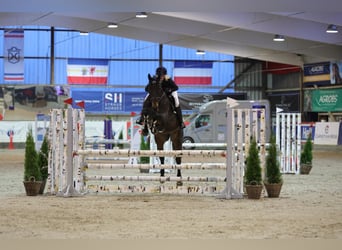 Zangersheider, Stute, 12 Jahre, 165 cm, Dunkelbrauner