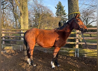 Zangersheider, Stute, 12 Jahre, 167 cm, Brauner