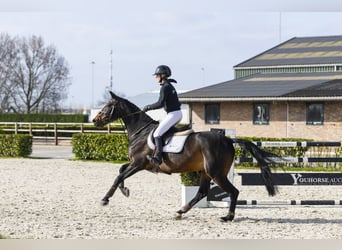 Zangersheider, Stute, 12 Jahre, 167 cm, Rappe