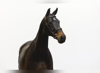 Zangersheider, Stute, 12 Jahre, 167 cm, Rappe