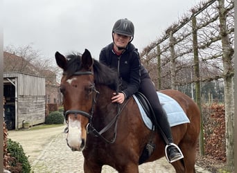 Zangersheider, Stute, 12 Jahre, 168 cm, Brauner