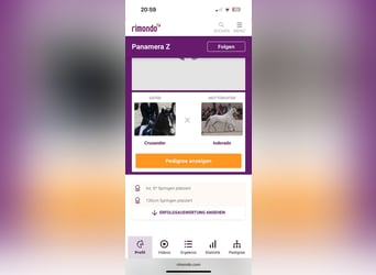 Zangersheider, Stute, 12 Jahre, 172 cm, Schimmel