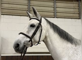 Zangersheider, Stute, 12 Jahre, 172 cm, Schimmel