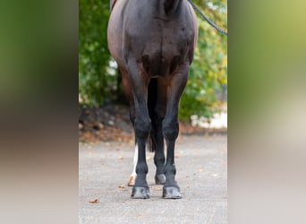 Zangersheider, Stute, 13 Jahre, 167 cm, Brauner