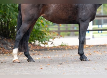 Zangersheider, Stute, 13 Jahre, 167 cm, Brauner