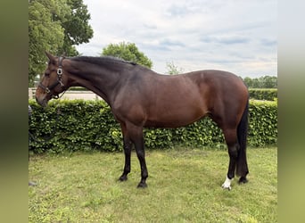 Zangersheider, Stute, 13 Jahre, 171 cm