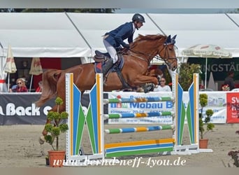 Zangersheider, Stute, 13 Jahre, 174 cm, Fuchs