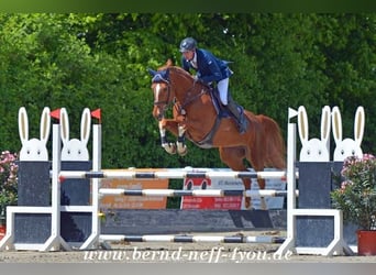 Zangersheider, Stute, 13 Jahre, 174 cm, Fuchs