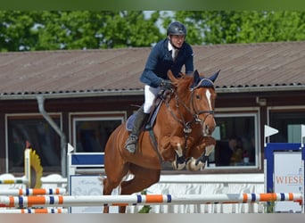 Zangersheider, Stute, 13 Jahre, 174 cm, Fuchs