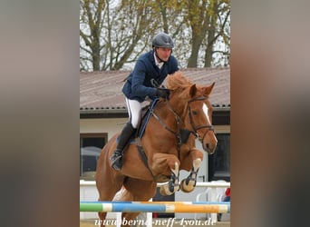 Zangersheider, Stute, 13 Jahre, 174 cm, Fuchs