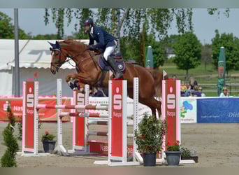 Zangersheider, Stute, 13 Jahre, 174 cm, Fuchs