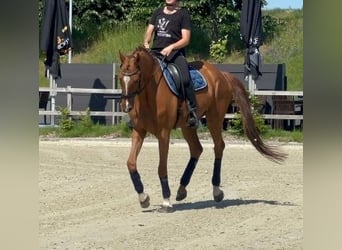 Zangersheider, Stute, 14 Jahre, 164 cm, Fuchs