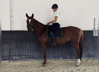 Zangersheider, Stute, 14 Jahre, 170 cm, Fuchs