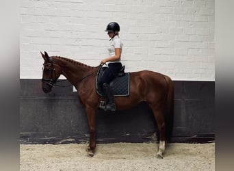 Zangersheider, Stute, 14 Jahre, 170 cm, Fuchs