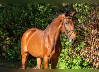 Zangersheider, Stute, 14 Jahre, 173 cm, Brauner