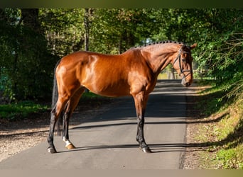 Zangersheider, Stute, 14 Jahre, 173 cm, Brauner