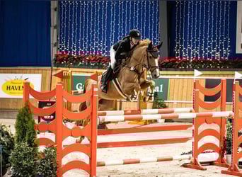 Zangersheider, Stute, 15 Jahre, 167 cm, Fuchs