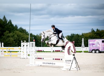 Zangersheider, Stute, 15 Jahre, 168 cm, Schimmel