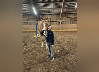 Zangersheider, Stute, 15 Jahre, 175 cm, Fuchs