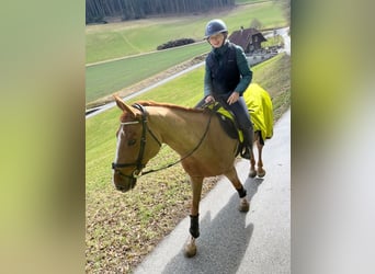 Zangersheider, Stute, 15 Jahre, 175 cm, Fuchs