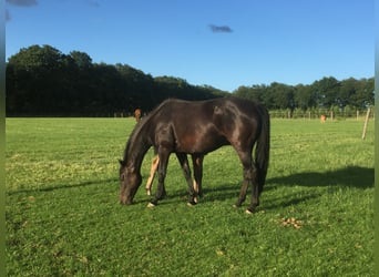 Zangersheider, Stute, 16 Jahre, 166 cm, Rappe