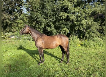 Zangersheider, Stute, 16 Jahre, 172 cm, Dunkelbrauner