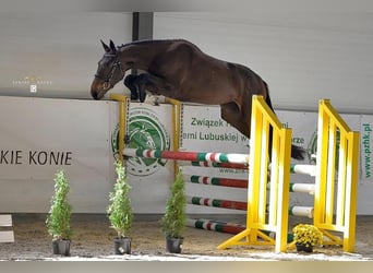 Zangersheider, Stute, 16 Jahre, 172 cm, Rotbrauner
