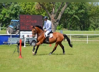 Zangersheider, Stute, 16 Jahre, 172 cm, Rotbrauner