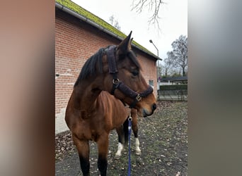 Zangersheider, Stute, 16 Jahre, 173 cm, Brauner