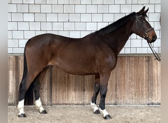 Zangersheider, Stute, 17 Jahre, 162 cm, Brauner