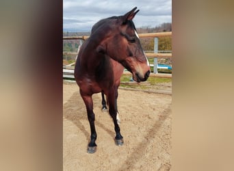 Zangersheider, Stute, 17 Jahre