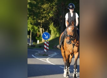 Zangersheider, Stute, 18 Jahre, 170 cm, Brauner