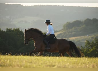 Zangersheider, Stute, 18 Jahre, 170 cm, Brauner