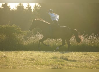 Zangersheider, Stute, 18 Jahre, 170 cm, Brauner
