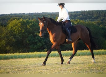 Zangersheider, Stute, 18 Jahre, 170 cm, Brauner