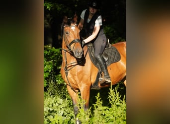 Zangersheider, Stute, 18 Jahre, 170 cm, Brauner