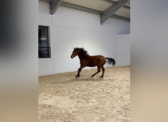 Zangersheider, Stute, 1 Jahr, 150 cm, Brauner