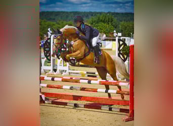 Zangersheider, Stute, 1 Jahr, 167 cm, Palomino